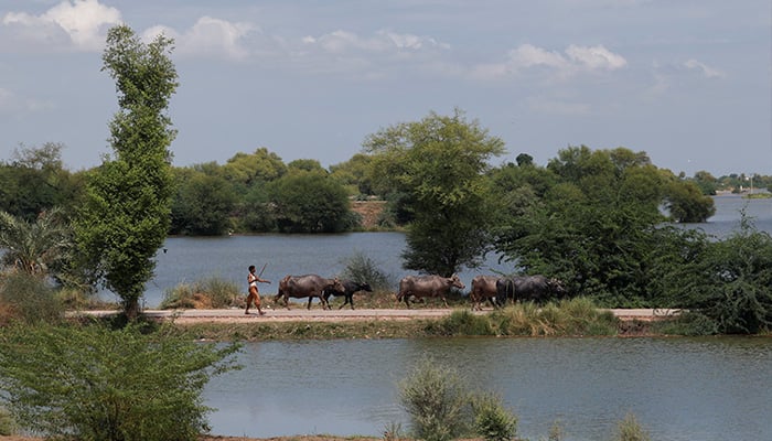 A man guides his herd of buffaloes along a partially submerged road in a flooded area, following monsoon rains and rising water levels of the Indus River, in Siyal village in Dadu district, Sindh province, Pakistan, September 12, 2025. — Reuters