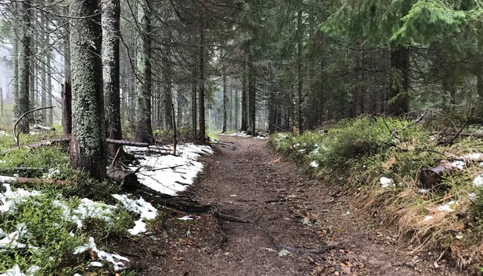 627212_6203338_updates A view shows a forest owned by Ingka Investments, the investment arm of Ingka Group, the largest IKEA retailer, in this handout taken in an undisclosed location in Latvia in 2019 and obtained by Reuters on January 26, 2023. — Reuters